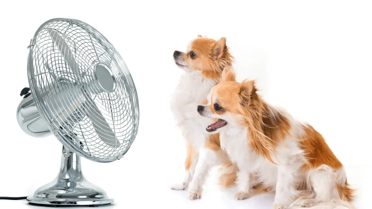 サーキュレーター vs 扇風機 │ 結局どっちがお得？電気代・性能・使い道を徹底比較